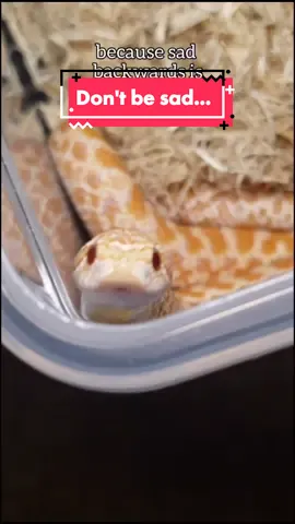 don't be sad 😢 #hognose #westernhognose #hognosesnake #snake #reptile #enslavednoodle #dasnotgood