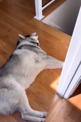 Let hear it for the next singer.#husky #huskyfunnyvideos #puppy