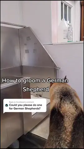 Reply to @limuhbean German Shepherds are my favourite breed #germanshepherd #fyp #dogsoftiktok #petlife #viral #groomersoftiktok #foryoupage