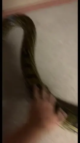 ￼20k likes and all him bite me😅 #florida#snake#fyp#foryou