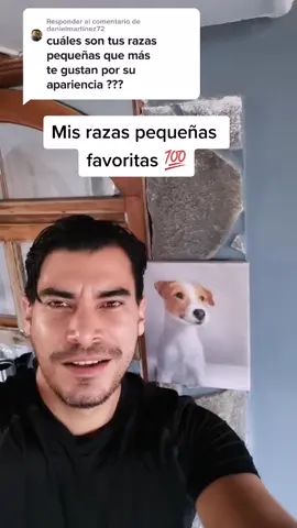 Responder a @danielmartinez72 #perros #osoriokennel #mascotas #perrostiktok #loveDogs #parati #preguntasyrespuestas #perrosmexico #fyp #consejos #jack