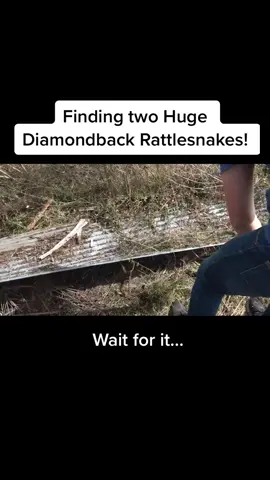 Check out these huge diamondback rattlesnakes we found! #snakes #herping #reptilesoftiktok #reptiles #rattlesnake #diamondback #venomous #adventure