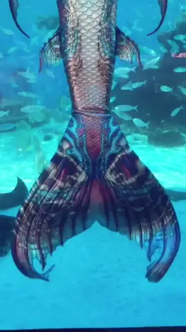 love the colours on my tail 💙 #mermaid #WIP #fyp #australia #ocean #sea #foryoupage #cosplay #fantasy