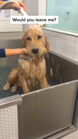 Mans best friend🥰 #marleynyc #goldenretrievers