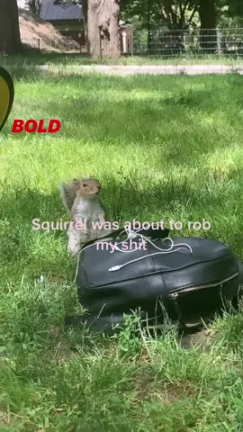 Sandy is getting out of hand #foryoupage #squirrel