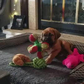 Baby doggy! #mastiff #puppy #fyp #englishmastiff #cutnessoverolad