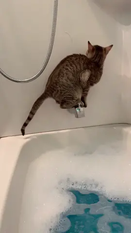 Oops🥴 #HolidayCountdown #WhereILive #cat #kitten #funny #catfail #bathtimfun #opps #animals #wetcat #OhNo #ohnono