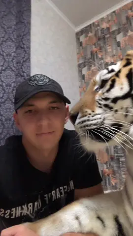 #аврора #тигран #❤️ #🐾 #🐅 #я #хочу #какую #нибудь #плюшку #