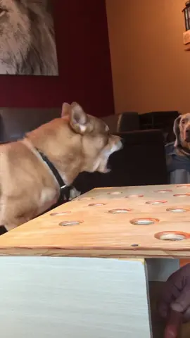 #shiba #shibainu #angery #angryshiba #myhotdog