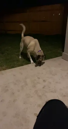 Sitka the rascal fighting a Rollie pollie 😂