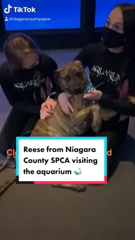 Check out ADOPTABLE Reese who got  to visit the aquarium. He’s with our friends at @niagaracountyspca. ❤️ Check them out! #SaveThemAll #Adopt