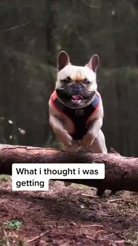 #JoyWithPret #fyp #frenchies #frenchbulldog