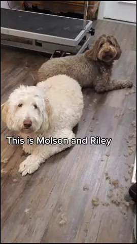 Just a couple of fluffy mutts 🥰 #labradoodle #petlife #foryoupage #fyp #groomersoftiktok #viral #dogsoftiktok