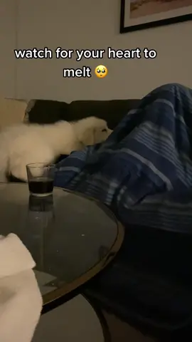 our 3 1/2 month old great pyrenees jumped on the couch and crawled his way up to his dad for snuggles with his sleepy dad #puppylove #chicagopuppies