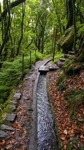 Madeira Going up:) #Hiking #relaxingnature #nature #naturelover #naturelove #beautifulnature #relaxingvideo #calmnature