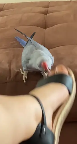 Very easily entertained 😂#bird #birdsoftiktok #whatdoing #pet #kiss #talk #1m #Love #foryoupage #fyp #lick ￼#foot
