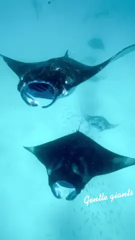 More mantas #trippy #underwater #ocean #mantarays #oceanlover #travel #maldives #snorkeling #freediving #gentlegiants