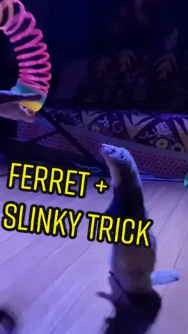 Reply to @dmricog96 - Everyone, say hi to my son, Nibbler! ʕ◉ᴥ◉ʔ #SlinkTok #ferret #ferrets #satisfying
