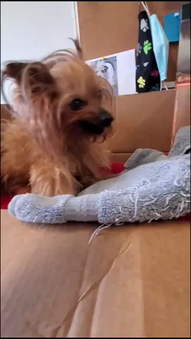 #grumpydog #tiktokdogs #fy #fyp #foryou #adopt #rescue