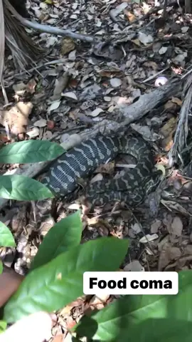 This dude appeared to have celebrated thanksgiving a week early😆 #carpetpython #straya #snake #australia  #wildlife #python #fyp#foryou