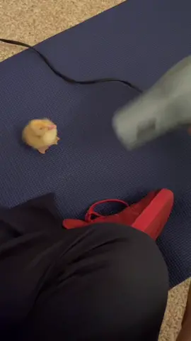 How cute is this little birb? 🐤👉👈 #birb #cutenessoverloaded #duckling