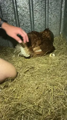 Our chicken is fostering some baby wild ducks... what a good mumma #foster #mommy #chickensoftiktok #cuteanimal #babyanimal