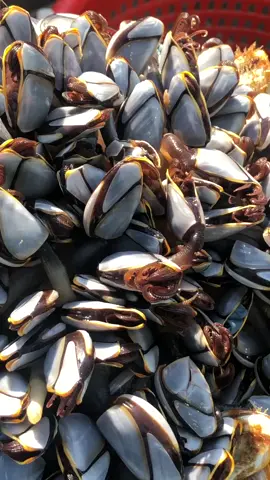 #gooseneckbarnacles #treasuresofthesea