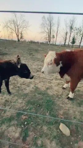 Cow breath 😷 #fyp #fypシ #cow #donkey  #woah #funny #farm #farmlife #animals #animalsoftiktok