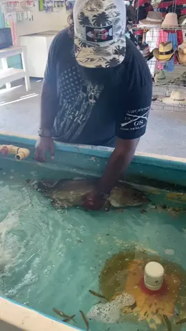 The Grouper Petting￼ tank!!! #skywayfishingpier #1800jayway #skywaymisfits #fyp #fishingflorida #skywaybridge #xyzbca #gaggrouper