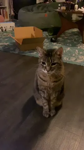 Dear Diary. I have no place to sleep... #thesmerz #smerzlife #tabby #catsontiktok #catvideo #fyp