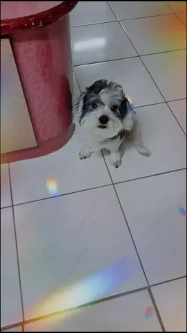 #taiwan #台灣 #dog #pet #bichon #mixbreed #cute #混血 #比熊 #西施#shihtzu