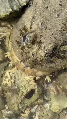 Fat toad fish bit me #fish#fyp#foryou#cute