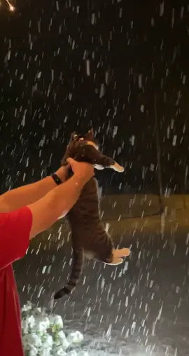 He was confused... #catsoftiktok #PajamaJam #christmas #snow #letitsnow