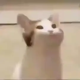 #catmouthnoise #cat #meme #чпокалка#кот-чпокалка