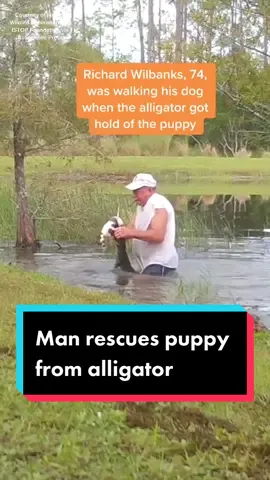 What would you do to save your pet? 🥺 #animalnews #news #alligator #dog #puppy #animalrescue #hero #florida #americanalligator  #yahoonews