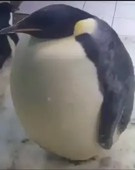 Phat penguin #fatpenguin #meme #funny #thereisnomeme #fyp