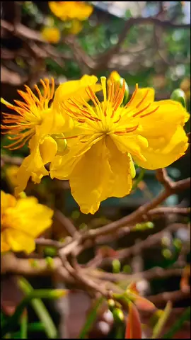 Mong một cái tết bình an đến với mọi ngườ(hoa mai nhà mình đã bung rồi) #hoamai#tet#binhyen#sky#xuhuong