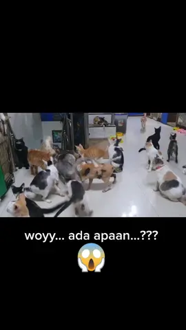 #rumahkucingabahjuna #kucinglucu #kucingnyimut #ikan