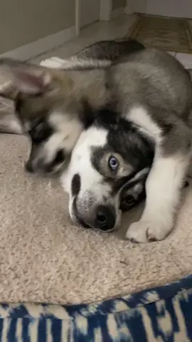 The face says it ALL 😂 #watchmegrow #husky #puppy #dogsoftiktok