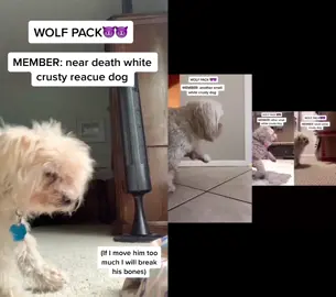 #duet with @okay.kaylaaaa His name is scooby and he is over 20 years old