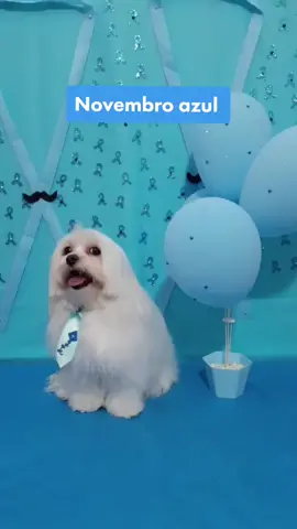 Cuide do seu melhor amigo! 🐶 #november #novembroazul #novembroazul🔵 #novembroazul2020 #cuidado #pravoce #petshop #pet #dog #4you #fyp #fy #maltes