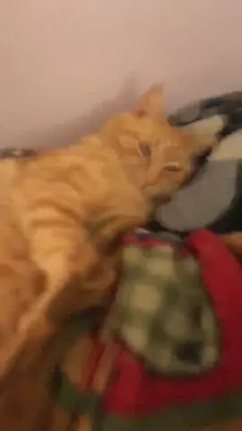 You’ll never catch Thor slippin, he sleeps with one eye open 😤👏🏻👏🏻 #fyp #fypシ #foryou #catsoftiktok #thor #thortok #OnlineDating #roblox