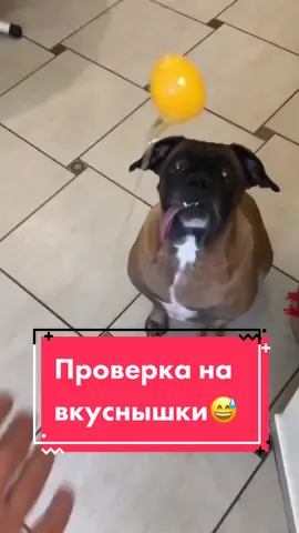 Как вам её реакция?😂 #зёпа #котичка #remzyzz
