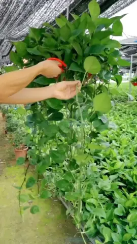 It is very practical to cut green radish plants in this way#plants #garden #gardenproject #plant #planting #gardening