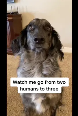 Promoted to “protector” #dogsandbabies #babiesanddogs #babiesoftiktok #dogsoftiktok #cute #viral #foryou #babiesandpuppies #foryoubaby