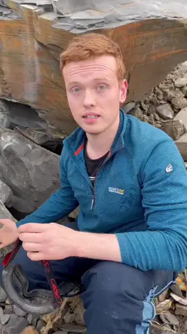 Chipping out and opening this nodule... all for that tiny ammonite! 🤯🏝 Check my other videos for rocks containing much larger specimens!￼ 🐊🦑