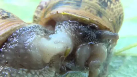 Cómo se reproducen los caracoles si son ermafroditas