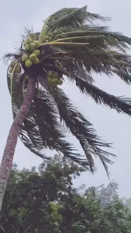 Gió bão cấp 11 giật cấp 12 #baoso9 #bão #bãomientrung #gió #gio #wind #coconut #câydua🌴