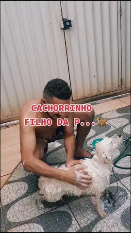 CACHORRINHO FILHO DA PUTA #viral  #enok0806  #fyp  #bondedoprofessor  #foryou