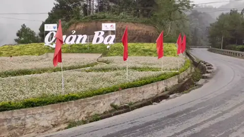 Hoa tam giác mạch Hà Giang#hagiang #vietnam #tiktokvietnam #phuot #travel